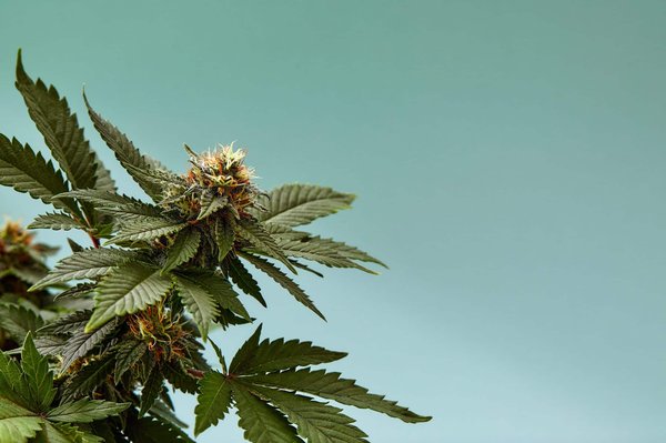 Quelles sont les étapes nécessaires avant l’achat de CBD en ligne ?